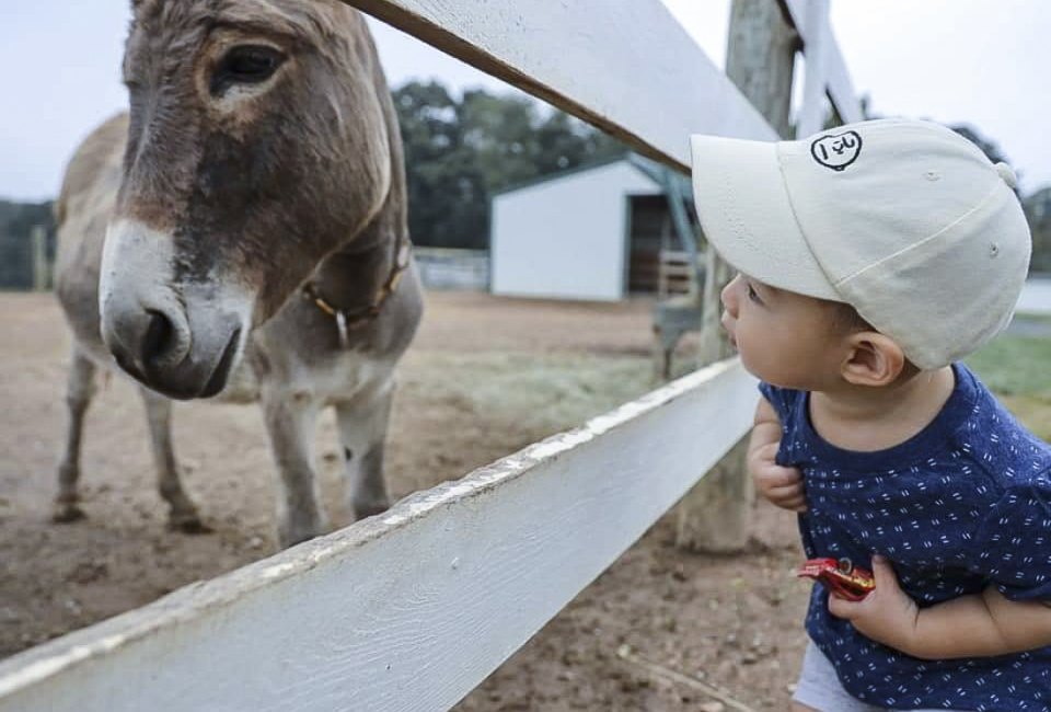 Make some new friends at Green Meadows Petting Farm. Photo courtesy of the farm
