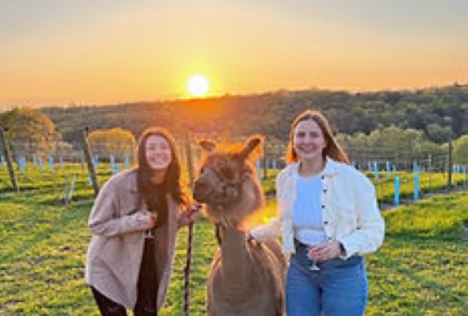 Llamas and Libations at Aquila's Nest Vineyards