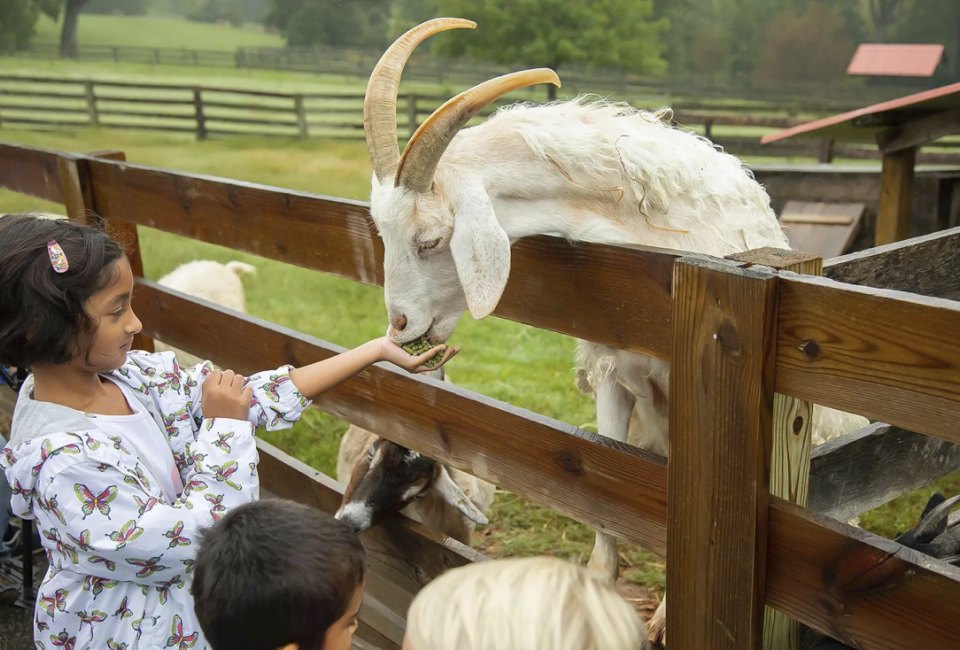 Feed goats and other animals at Maymont Farm in Richmond. Photo courtesy of the farm