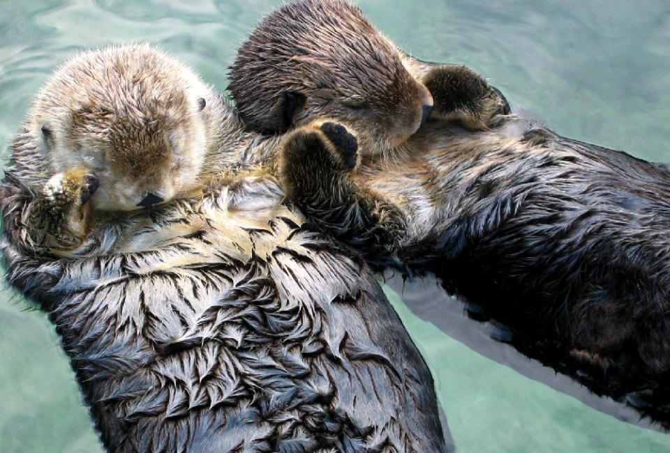 Sea otters really don't want to get lost! Photo courtesy Joe Robertson/CC BY 2.0