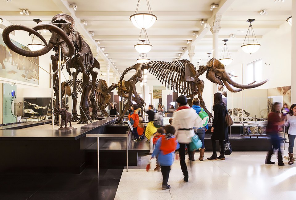 Use your IDNYC card at the American Museum of Natural History. Photo by Marley White for NYCGo