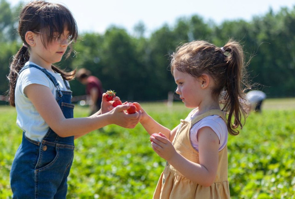 Find the right spot to go strawberry picking in Boston this summer! 