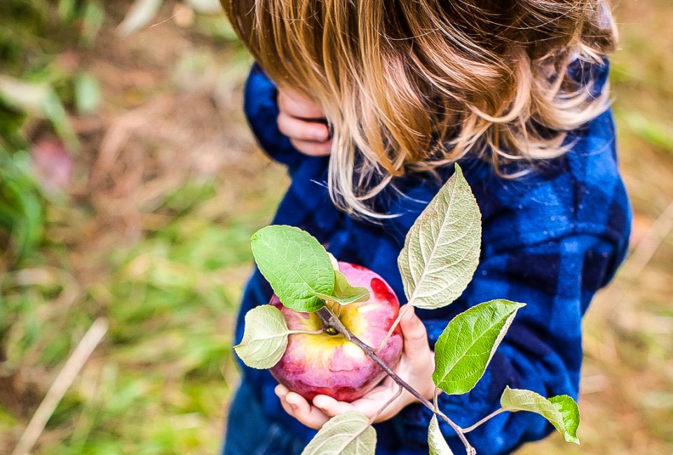 Image of child picking an apple - Apple Picking Near Boston