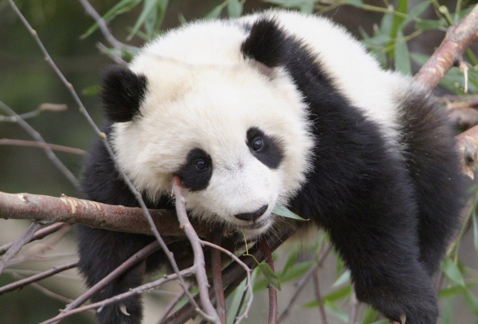 The National Zoo's giant pandas are set to return to China by December 7, 2023. Photo credit to Smithsonian’s National Zoo