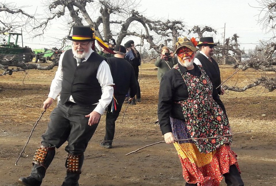 Wassailing the Apple Trees