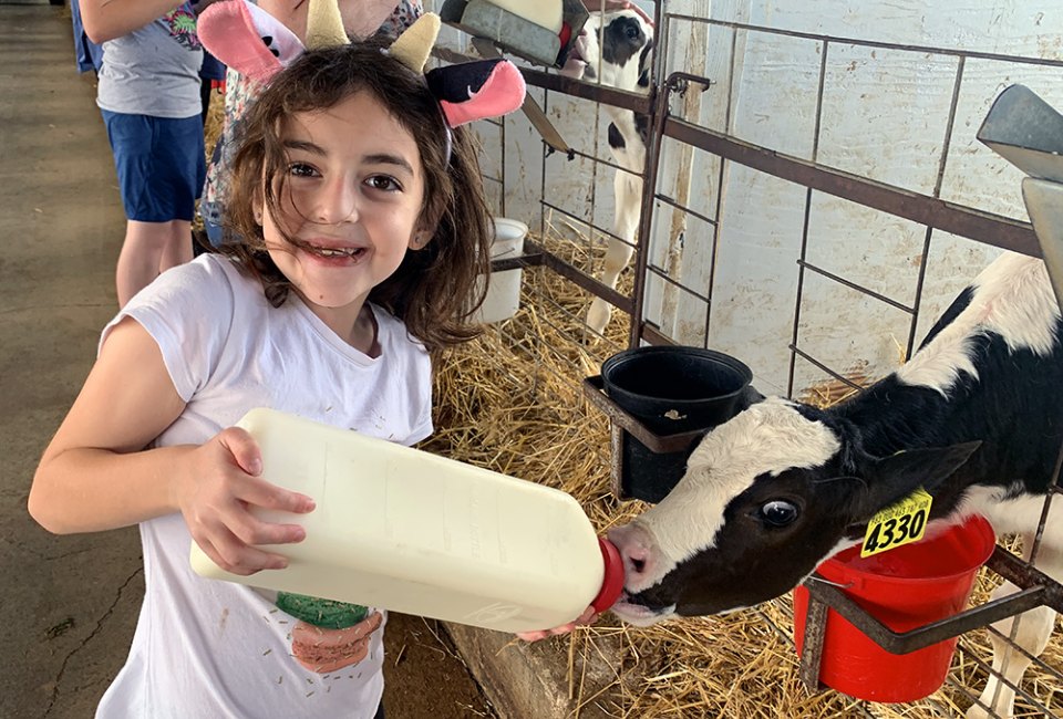 Feed calves directly from a bottle at South Mountain Creamery.