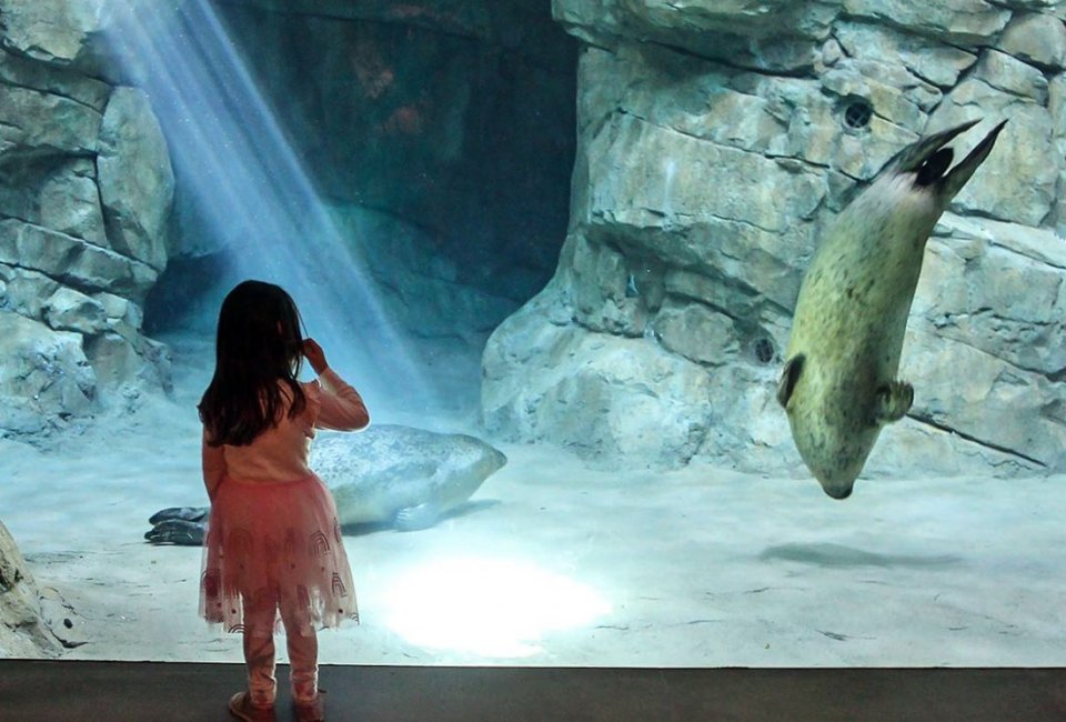 Visit the seals at Pinniped Cove. Photo courtesy of the Maritime Aquarium in Norwalk