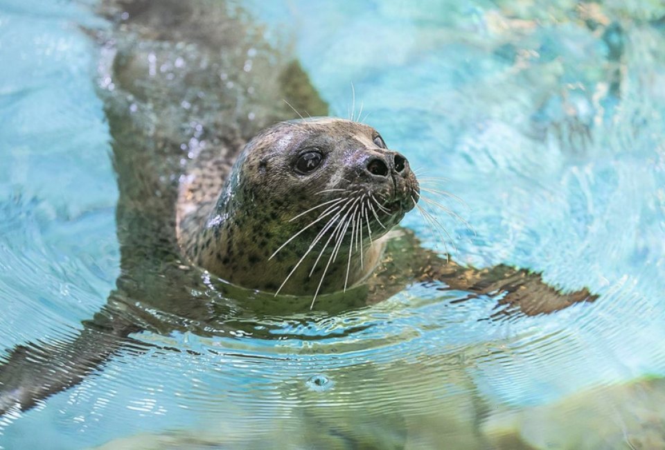 Image of seal from Maritime Aquarium in Norwalk, CT.
