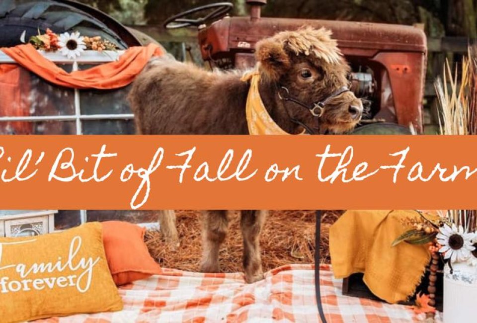 Lil' Bit of Fall on the Farm