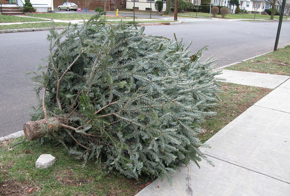 Time to kick that tree to the curb. But is that allowed in your city?