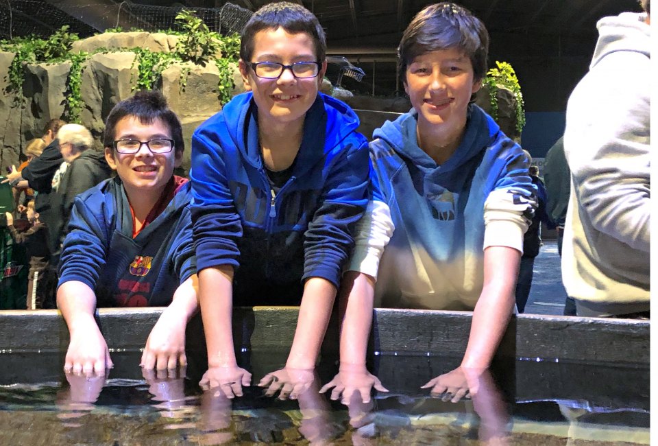 There are four tidal pools for kids to explore. Photos courtesy of Living Shores Aquarium