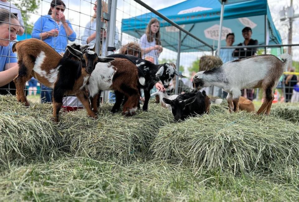 Goat Days Festival in New Milford