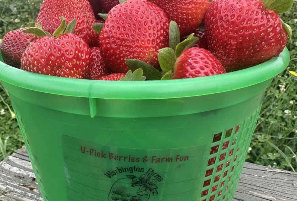 Strawberry Saturdays at Warbington Farms