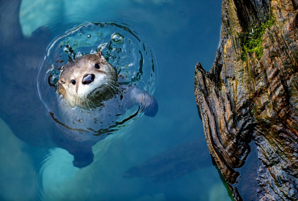 The Best Zoo in Every State: Woodland Park Zoo