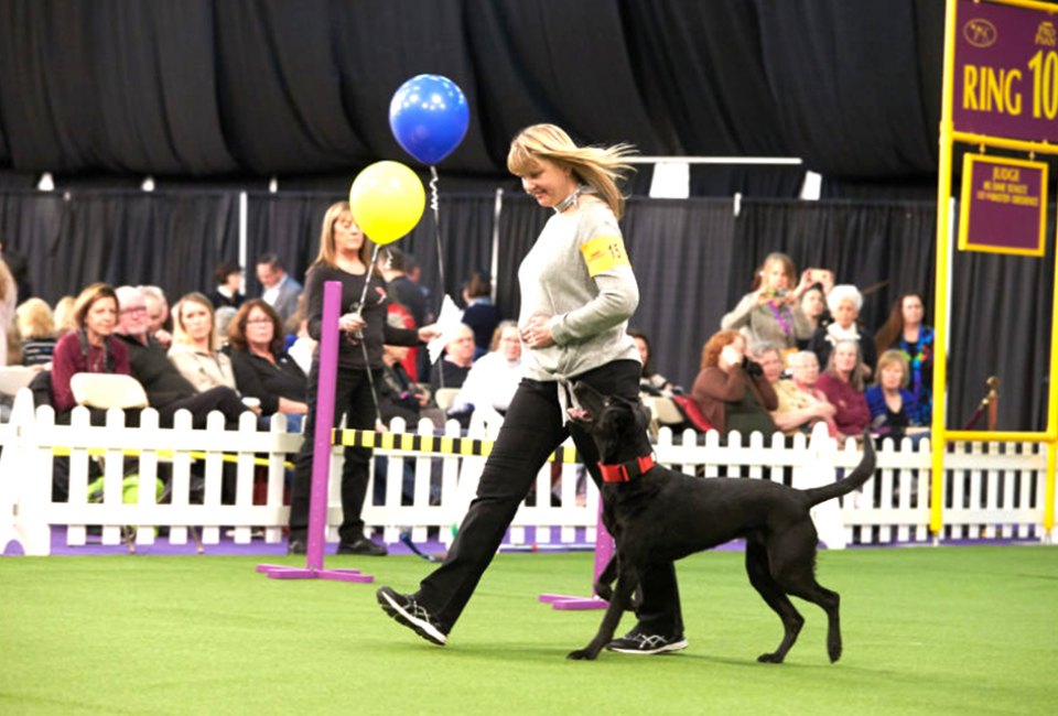 All breeds are involved in obedience at Westminster, though border collies, golden retrievers, Labrador retrievers, and German shepherds are the most popular. Photo courtesy of the event 