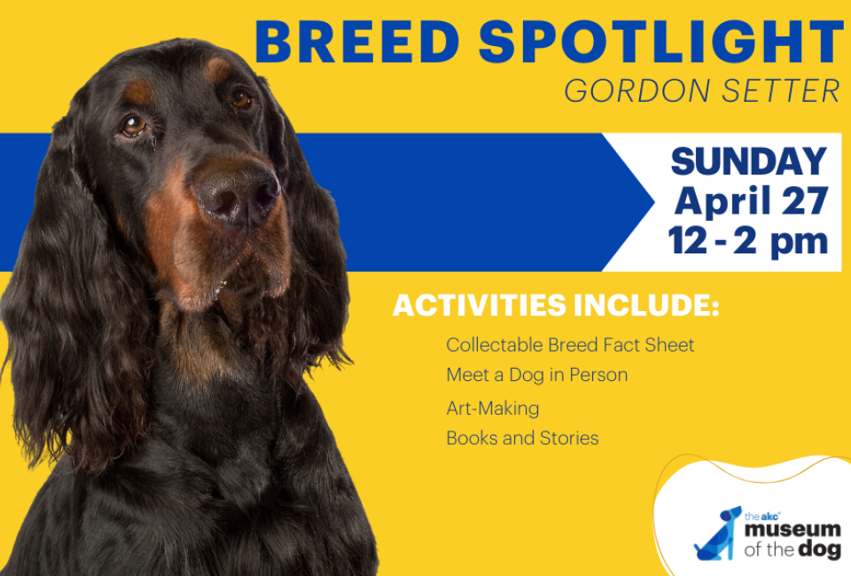 Breed Spotlight: Gordon Setter at Museum of the Dog