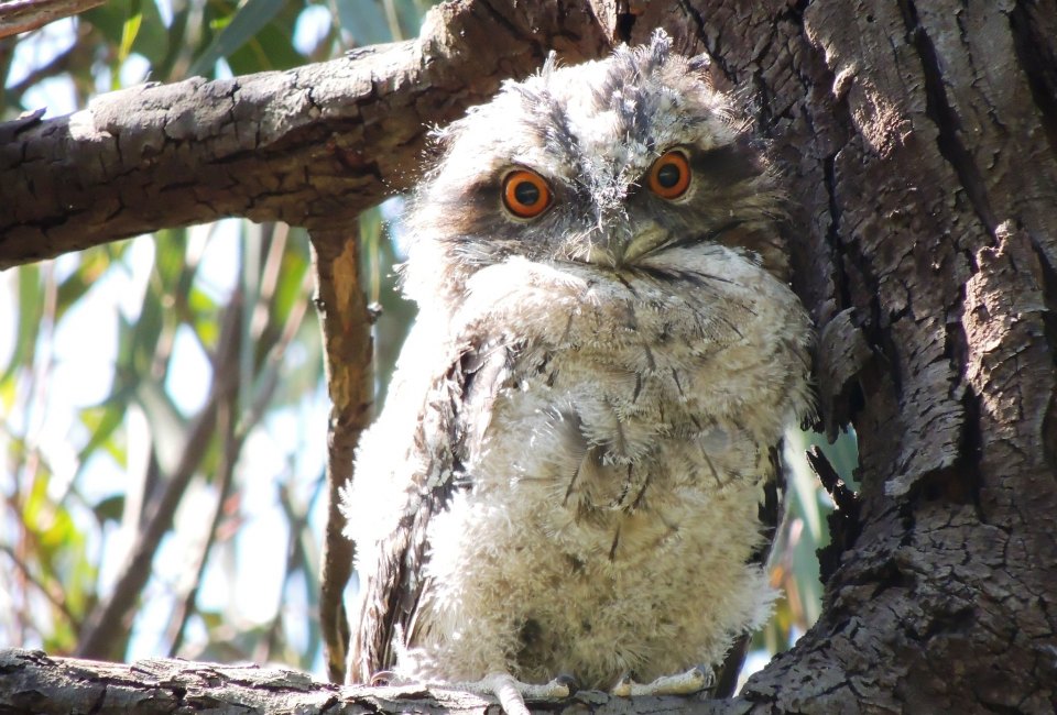 Whooooooo you looking at? Yes, you, tawny frogmouth. Photo by PsJeremy/CC BY 2.0