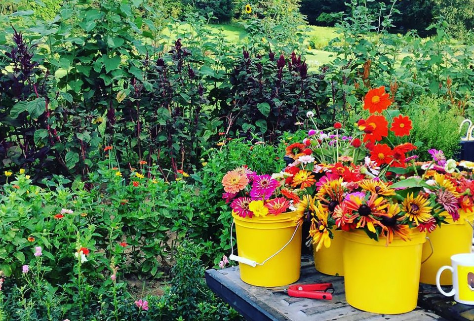 Pails of fresh flowers with fields of fresh flowers in the background