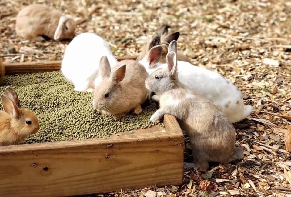 Make friends with the bunnies at Abma's Farm. Photo courtesy of the farm