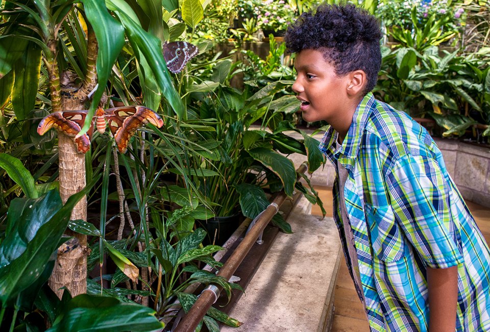 The Atlas moth is hard to miss at the Academy of Natural Sciences. Photo by Jeff Fusco/Visit Philadelphia