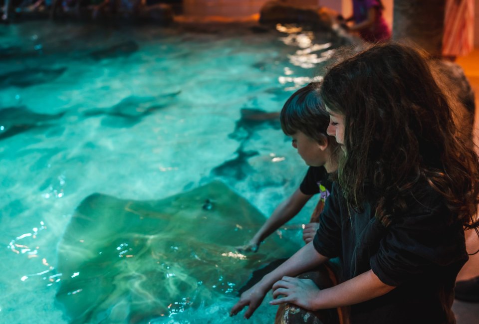 Pet the stingrays at Adventure Aquarium in Camden, NJ. Photo courtesy of Cait Sumner, Apiary Photogrpahy