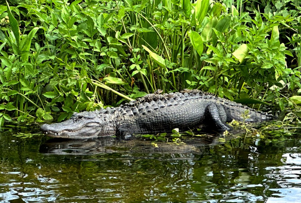 How many baby alligators can you find on Momma's back? 