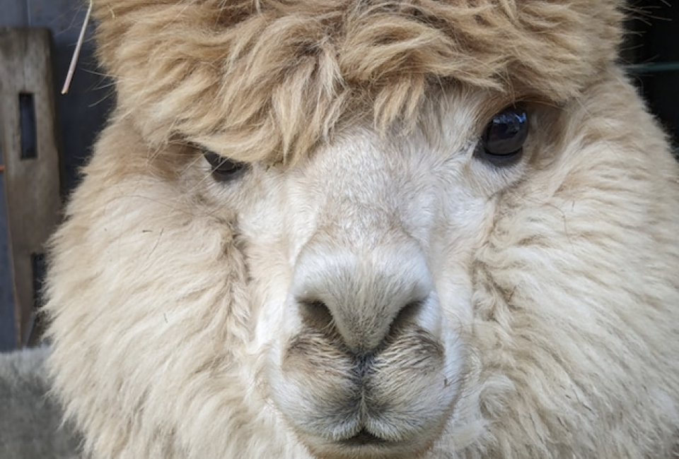 Meet the Alpacas at Cider Hill Farm