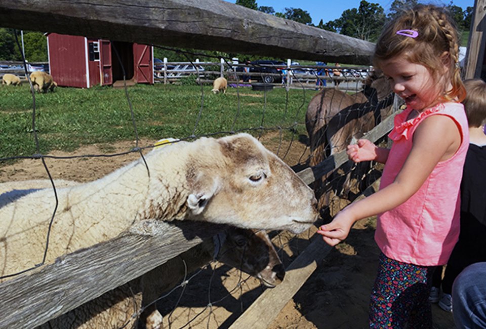 Visit the petting zoo at Alstede Farms for a chance to meet the animals. Photo by Rose Gordon Sala