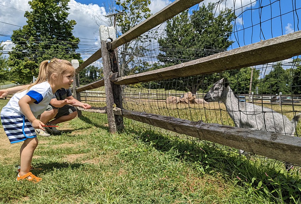 Alstede Farms' friendly animals are always anxious to greet young visitors. Bring your quarters so you can purchase feed for them!