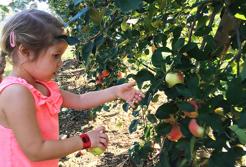 Kids can go apple picking near NYC at Alstede Farms, where low-to-the-ground trees are perfect for little pickers. Photo by Rose Gordon Sala