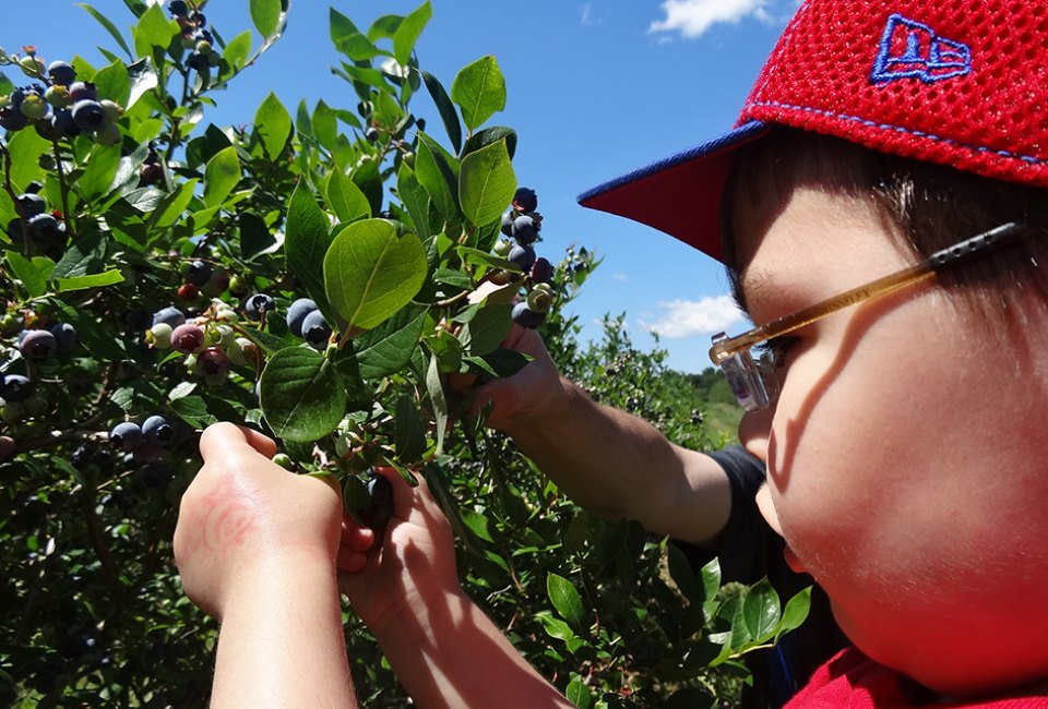 Best Blueberry Picking Farms and Festivals in New Jersey: Alstede Farms Blueberry picking