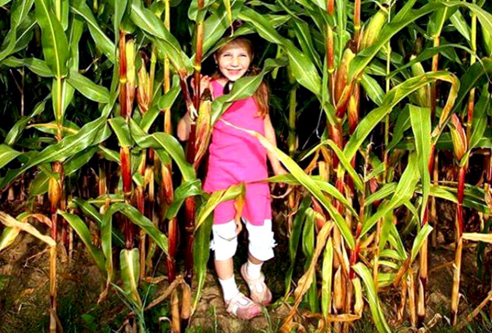 Alstede Farms' Giant Corn Maze opens this weekend! Photo courtesy of the farm 