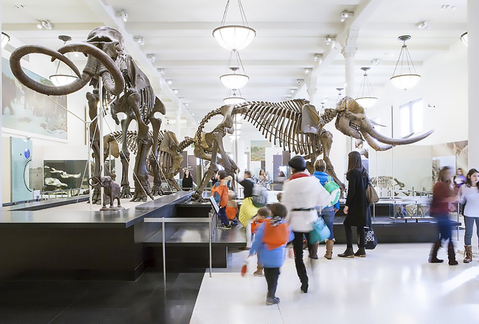 Take a walk through one of the dinosaur halls at the American Museum of Natural History in New York.