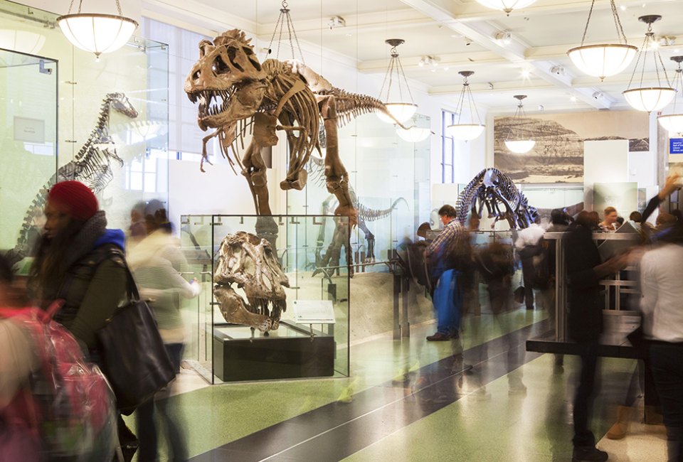 History roars to life at the American Museum of Natural History and kids under age 2 can see it for free. Photo by Marley White/courtesy AMNH
