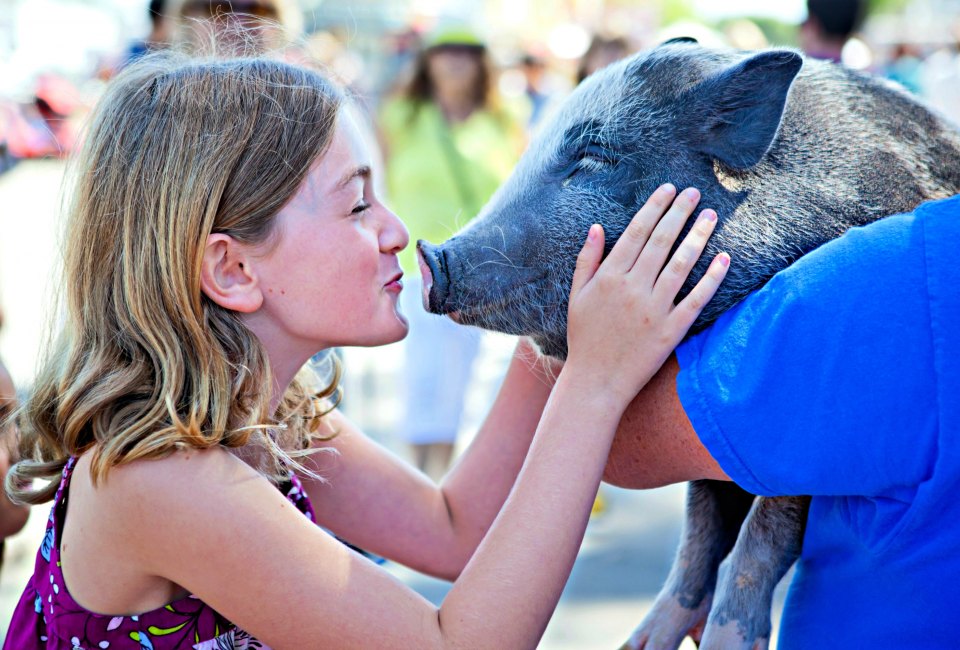 Kiss a pig at America's Family Pet Expo. Photo by Keren Lynn Photography