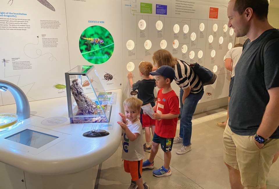 Kids can get up close to live insects at AMNH's new Gilder Center. Photo by Drew Kristofik