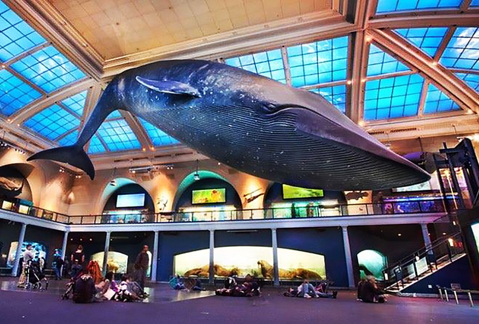 The American Museum of Natural History's blue whale is an NYC icon, and the entire museum is one of the best children's museums in NYC. Photo by R. Mickens/courtesy of AMNH