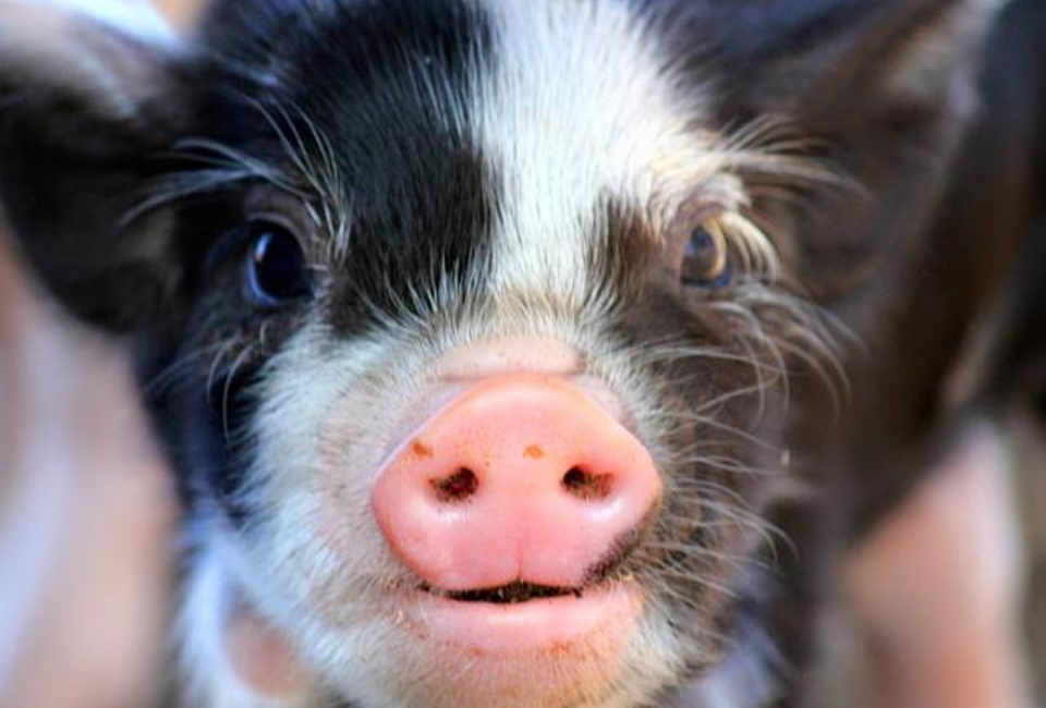 Amy's Farm has pigs!