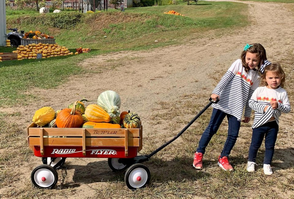 The harvest has begun, so you can pick your perfect pumpkin. Photo courtesy of Angevine Farm