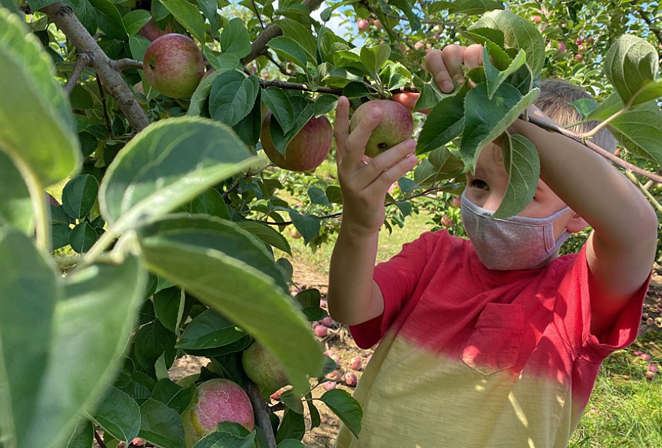 It's not fall in New Jersey without a trip to one of these apple-picking orchards. Photo by Rose Gordon Sala