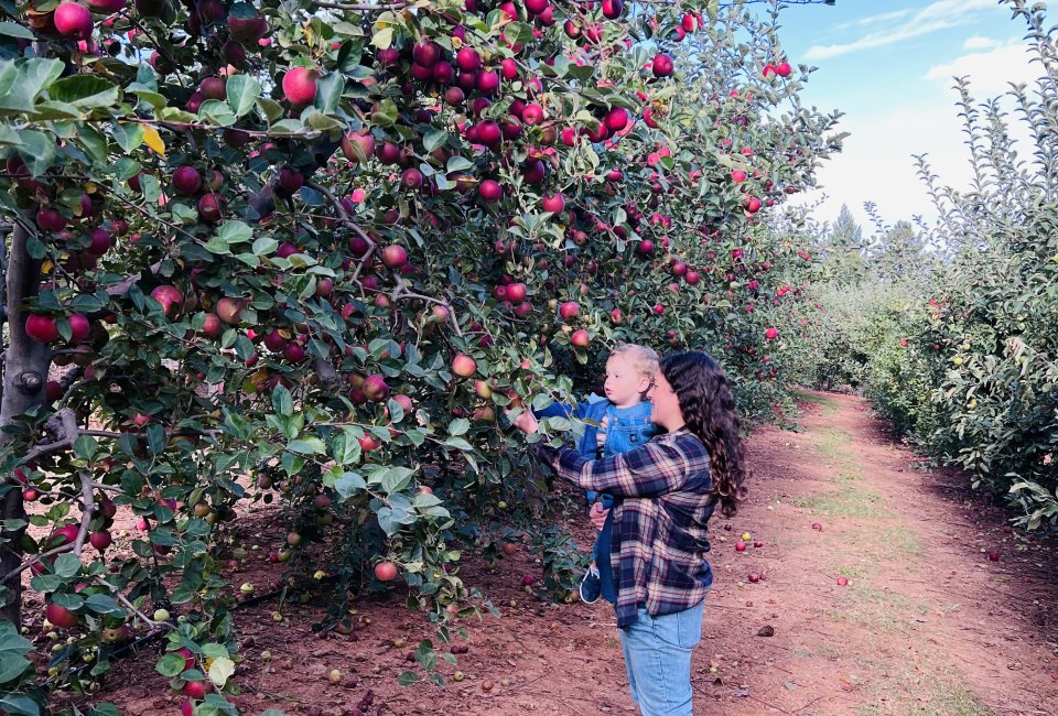 Pick apples at Apple Ridge Farms and do all the favorite fall traditions at Apple Hill. Photo courtesy of Gina Ragland