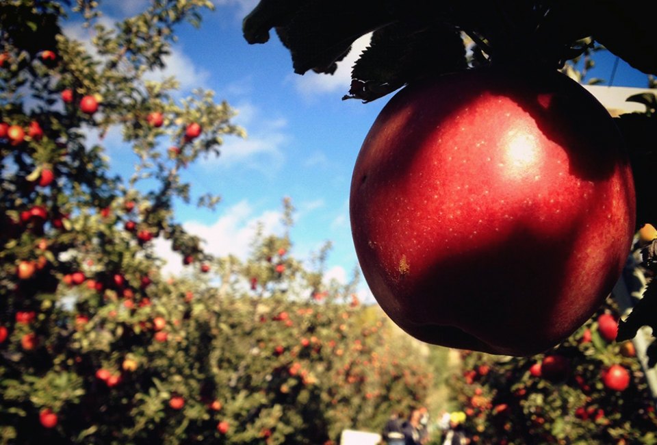 Pick from a number of apple varieties at Hudson Valley orchards. Photo by Leslie Seaton via Flickr