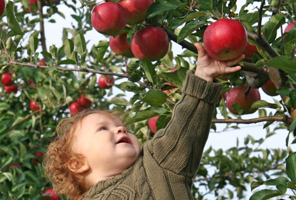 Nothing says fall like apple picking, and believe it or not, there's great apple picking near LA!