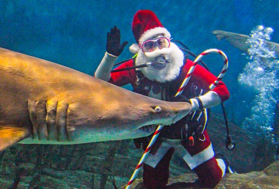 Best of December: Top Things To Do in Connecticut with Kids Santa Claus is showing up all over Connecticut this December!Shark Diving Santa photo courtesy of the Maritime Aquarium