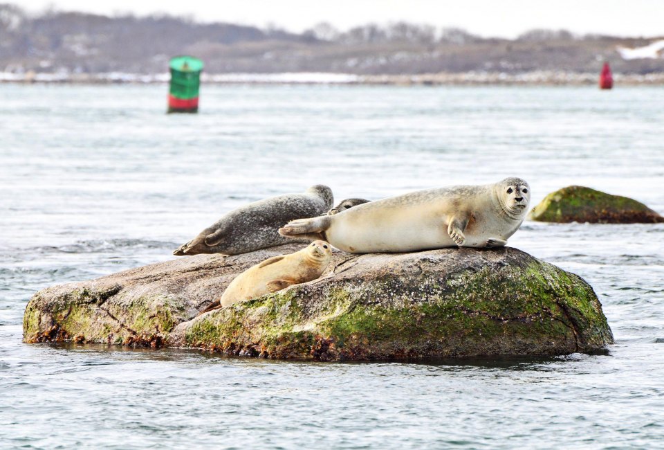 Take a seaside seal stroll on Gooseberry Island. Photo courtesy of Buzzards Bay Coalition