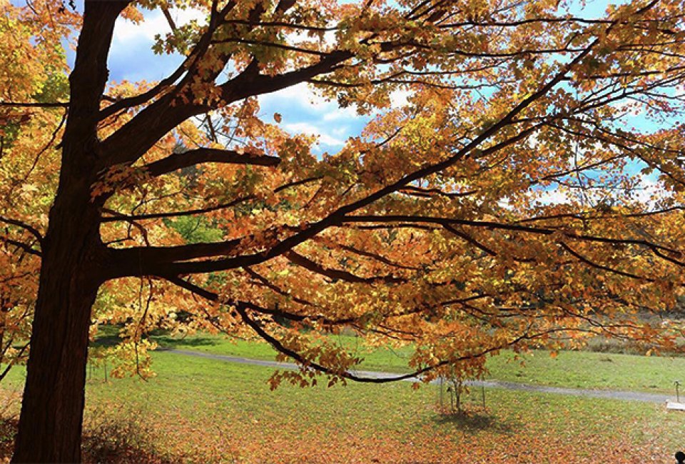 The Frelinghuysen Arboretum is the perfect place for a fall stroll. Photo by Ninna Moscato via Instagram