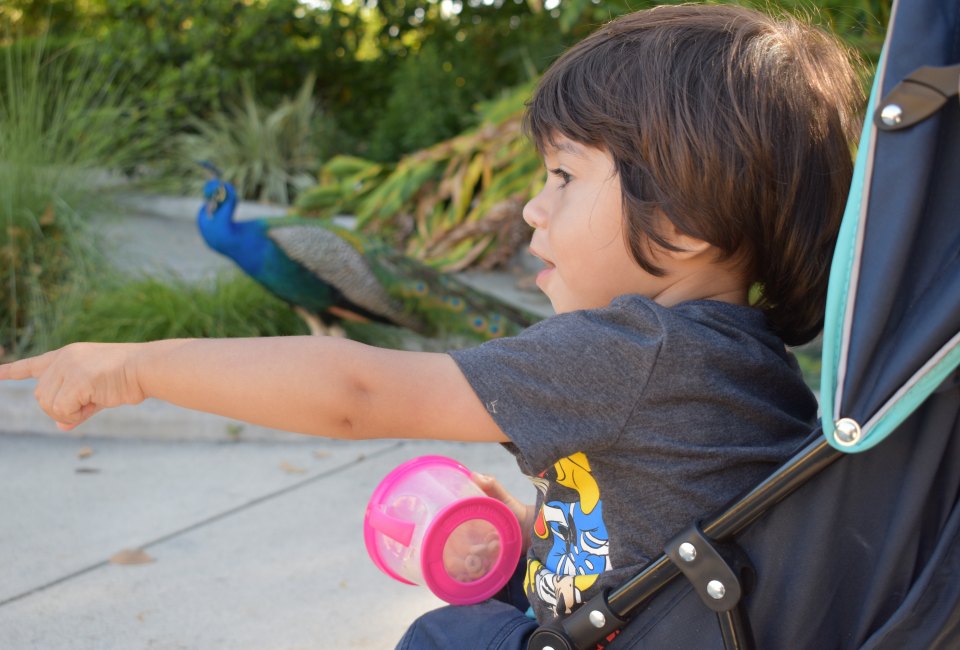 Los Angeles Arboretum peacocks