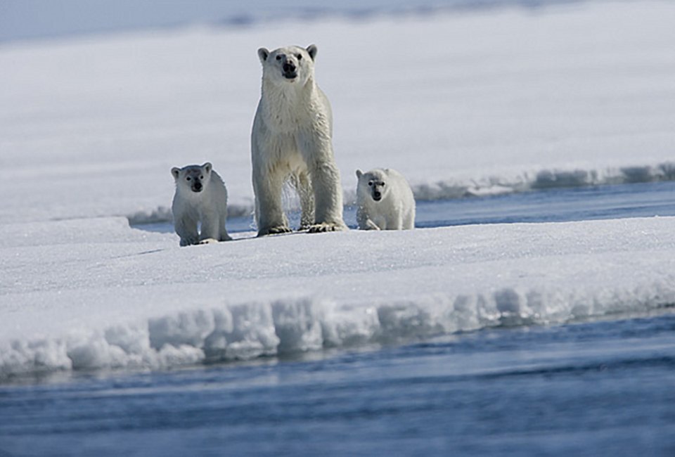 Arctic Tale is the story of a polar bear cub and a baby walrus surviving in the face of climate change. Photo courtesy of National Geographic Films