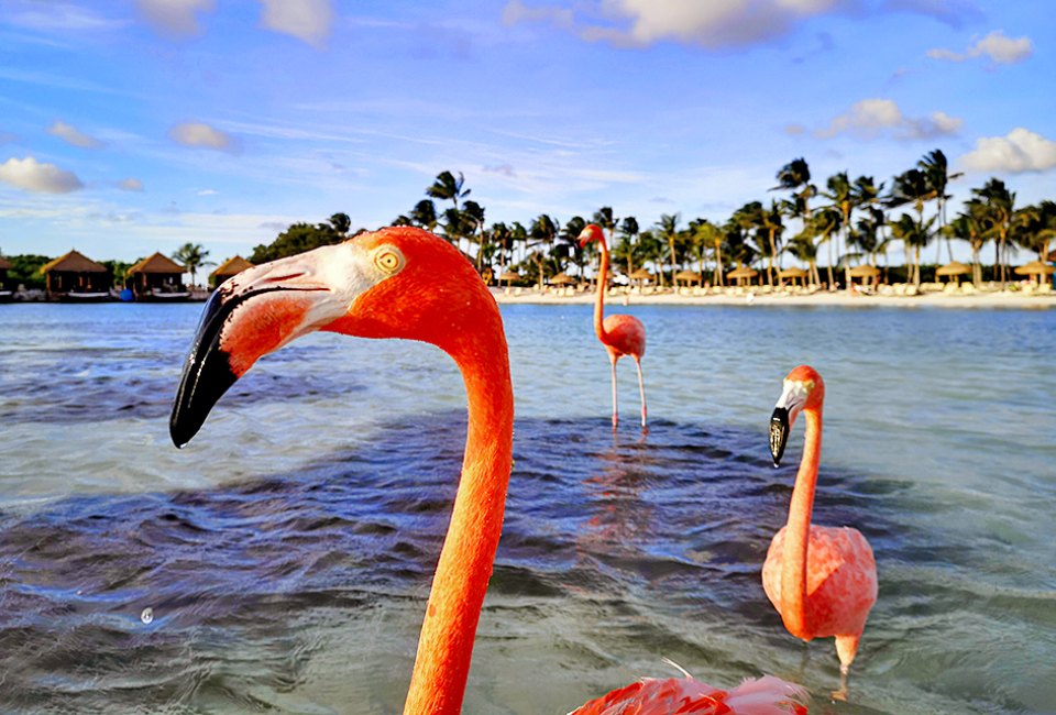 You just might catch a glimpse of Aruba's resident pink flamingos! Photo by Frugal Flyer on Unsplash