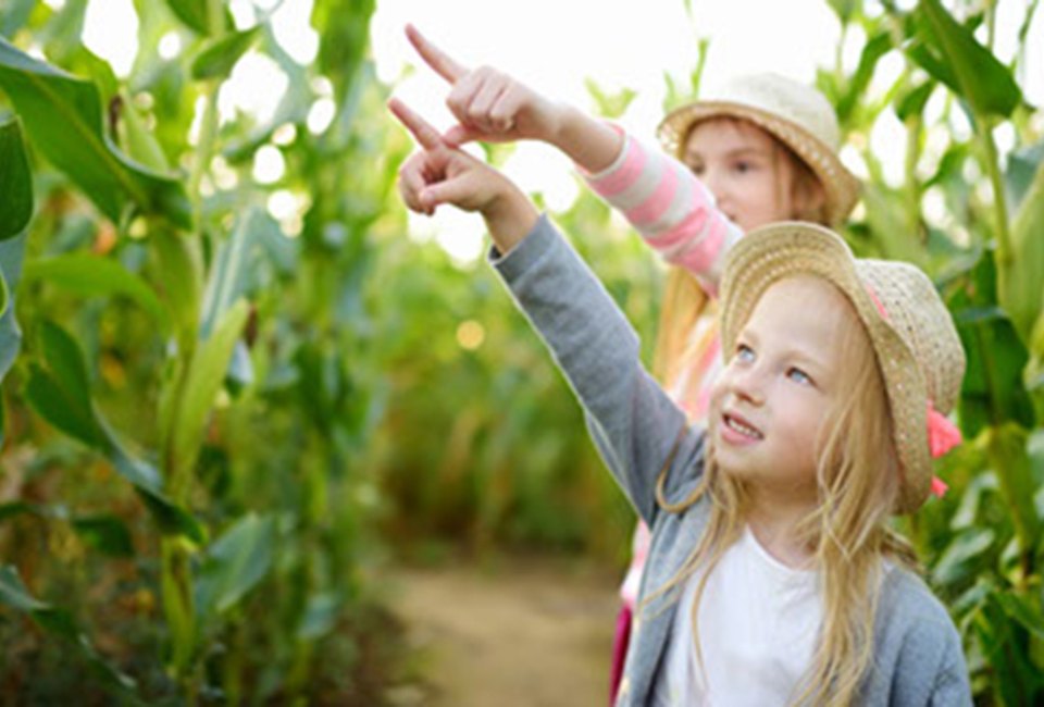 21 Hayrides and Corn Mazes Near Atlanta Perfect for Fall Yule Forest Corn Maze is one of the largest corn mazes near Atlanta full of fall fun. Photo courtesy of the farm